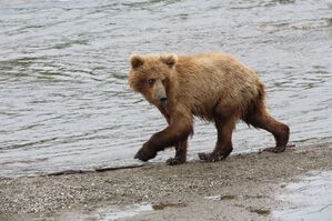 Im Sommer müssen die Braunbären vor der Winterruhe anspecken., © T. Carmack/National Park Service/AP/dpa