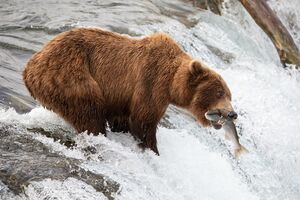 Die Braunbärin 402 hat den Angriff eines männlichen Bären nicht überlebt., © -/Katmai National Park and Preserve/dpa