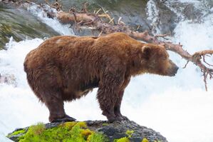 Zu Beginn des Sommers ist Bär 32 Chunk noch recht dünn., © T. Carmack/National Park Service via AP/dpa