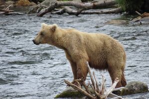 Das Bärenweibchen Grazer ist zu Beginn des Sommers noch recht mager. , © T. Carmack/National Park Service via AP/dpa