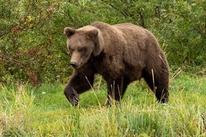 Für den Bären-Nachwuchs gibt es einen Junior-Wettbewerb., © C. Cravatta/National Park Service/AP/dpa