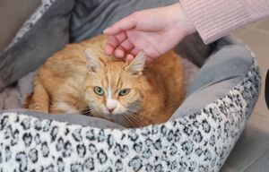 Kater Albert toleriert die menschliche Nähe - ein Fortschritt., © Daniel Löb/dpa