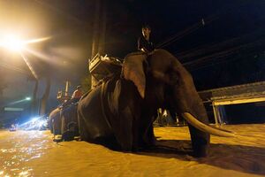 Auf einem Elefanten bringt ein Mönch in Thailand Hilfsgüter (Foto aktuell)., © Wason Wanichakorn/AP/dpa