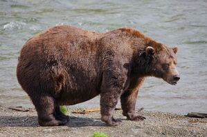 Chunk hat am Ende des Sommers ordentlich an Gewicht zugenommen., © E. Johnston/National Park Service via AP/dpa