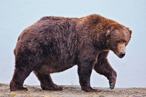 Der massige Braunbär 747 hat den treffenden Spitznamen Jumbo Jet. , © E. Johnston/National Park Service via AP/dpa