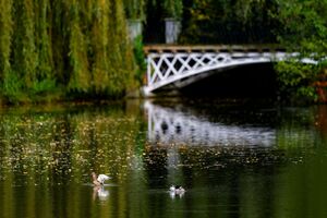 Enten schwimmen auf einem kleinen See in Düsseldorf, eine weiße Brücke spiegelt sich im Wasser, gelbe Blätter schwimmen auf dem Wasser., © Christoph Reichwein/dpa