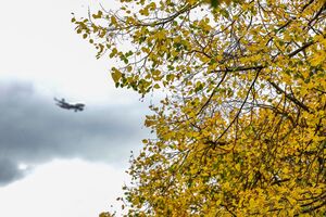 Die Blätter eines Baumes sind gelb gefärbt, am bewölkten Himmel fliegt ein Flugzeug., © Christoph Reichwein/dpa