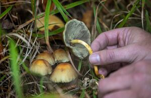 Pilze kann man dem Sachverständigen zufolge nicht nur von oben bestimmen., © Harald Tittel/dpa