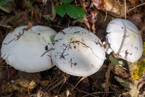 Champignons werden oft mit dem giftigen Knollenblätterpilz verwechselt., © Harald Tittel/dpa