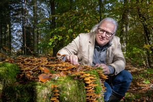 Der Eifeler Pilzsachverständige Thomas Regnery hockt an einem Baumstumpf, an dem Stockschwämmchen wachsen., © Harald Tittel/dpa