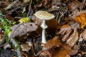 Bei der Bestimmung von Pilzen können Sammler Pilzsachverständige um Rat fragen., © Harald Tittel/dpa