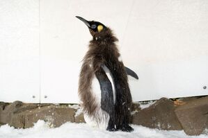 Während der Mauser verlieren Pinguine viel Gewicht., © -/Sea Life Melbourne Aquarium/dpa