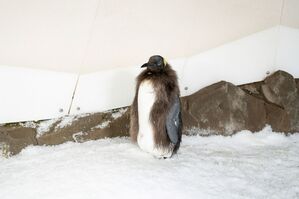 Pesto trägt schon bald sein neues Federkleid., © -/Sea Life Melbourne Aquarium/dpa