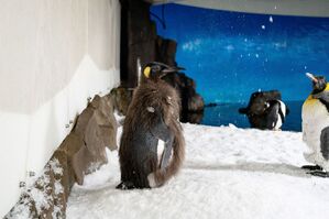 Der Pinguin begeistert Social-Media-User in aller Welt., © -/Sea Life Melbourne Aquarium/dpa