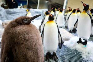 Der kugelrunde Pesto war schnell zum Social-Media-Star avanciert., © Uncredited/SEA LIFE Melbourne/AP/dpa