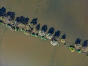 Vom Hochwasser des Flusses Oder im September waren auch Wiesen vor der Stadt Frankfurt (Oder) überflutet. (Archivbild), © Patrick Pleul/dpa