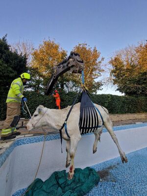 Mit einem Seilzug hievten die Einsatzkräfte das Tier aus dem Pool., © -/Leicestershire Fire And Rescue Service/PA Media/dpa