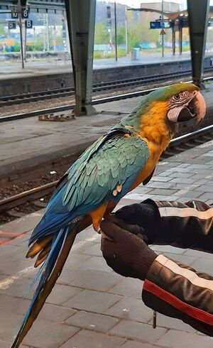 Der Vogel war seinem Besitzer entkommen und hatte Polizei und Feuerwehr in Atem gehalten., © Bundespolizei/dpa