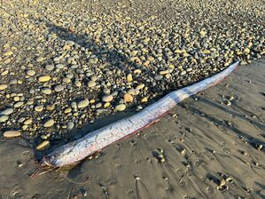 Riemenfische können bis zu neun Meter lang werden. , © Alison Laferriere/Scripps Institution of Oceanography/dpa