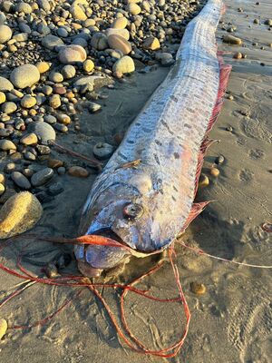 Riemenfische fallen durch ihre Länge und durch hellrote Flossen auf. , © Alison Laferriere/Scripps Institution of Oceanography/dpa