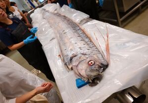 Bisher sind Riemenfische nur wenig untersucht., © Erik Jepsen/University of California San Diego/dpa