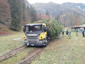 Aus dem Trentino ging es für die Rotfichte nach Rom. (Archivbild), © -/Associazione Bearsandothers/dpa