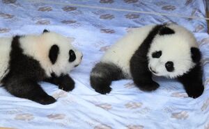 Die chinesischen Namen lauten Meng Hao und Meng Tian. , © Bernd von Jutrczenka/dpa