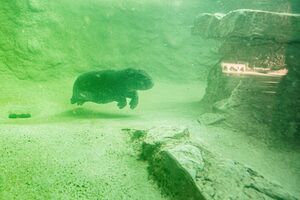 Selbst unter Wasser ist Toni einfach süß (Archivbild). , © Carsten Koall/dpa