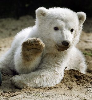 Eisbär Knut löste einen Hype aus (Archivbild). , © picture alliance / dpa