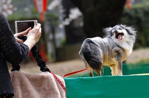 Tiervideos berühren das Herz - das kann missbraucht werden. (Symbolbild), © Rodrigo Reyes Marin/ZUMA Wire/dpa