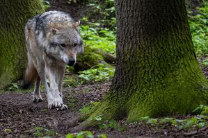 Die Wolfspopulation in NRW ist auf nun vier Rudel gewachsen. (Archivbild), © Sina Schuldt/dpa