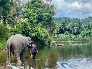 In den Zentren leben die Elefanten mit ihren Führern. Tierschützer beklagen, dass die Touristen die Tiere stressen. (Archivbild), © Carola Frentzen/dpa