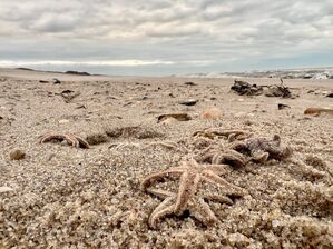 Tote Seesterne liegen am Strand zwischen den Orten Kampen und List auf Sylt., © Lea Albert/dpa