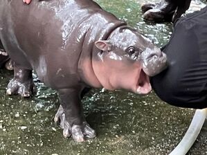 Die expressive Mimik des Hippo-Mädchens ging schnell viral., © Carola Frentzen/dpa