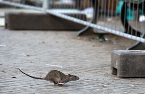 Mehrere Verbände warnen vor Rattenplagen in Deutschland. (Archivbild), © Bernd von Jutrczenka/dpa