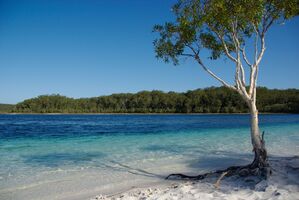 Der Lake McKenzie gilt als Postkartenmotiv schlechthin - aber Dingos greifen auch im Wasser an. (Archivbild), © Florian Sanktjohanser/dpa-tmn