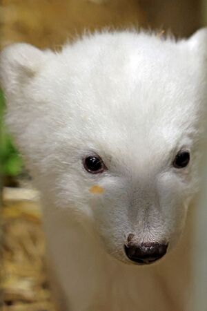 Eisbär-Mama Nuka hat beim Lachsöl-Schlecken geschlabbert: Nun hat das Jungtier einen Fleck im Gesicht., © Timo Deible/Zoo Karlsruhe/dpa