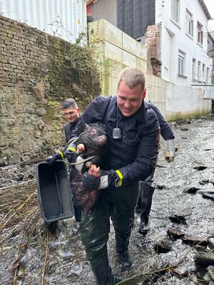 Einfangen musste die Einsatzkräfte das Hausschwein. , © -/Feuerwehr Hagen/dpa