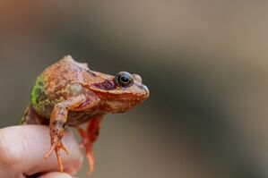 Ein Grasfrosch sitzt auf einer Hand. Nach eisiger Kälte kommen mit den milden Temperaturen die Kröten wieder in Bewegung., © Rolf Vennenbernd/dpa